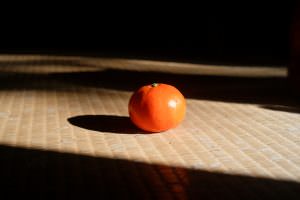 11月下旬に収穫する紅みかん